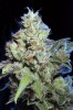 Pot Prices – February 2013