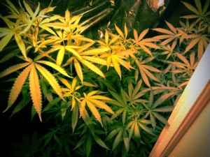 The HPS light gives off a more red/yellow spectrum of light...