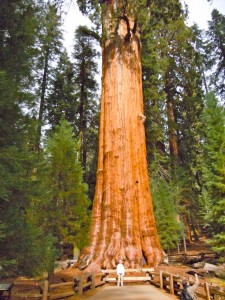Sequoia National Park