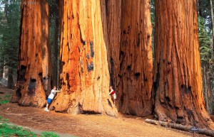 Sequoia National Park