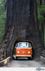 Sequoia National Park