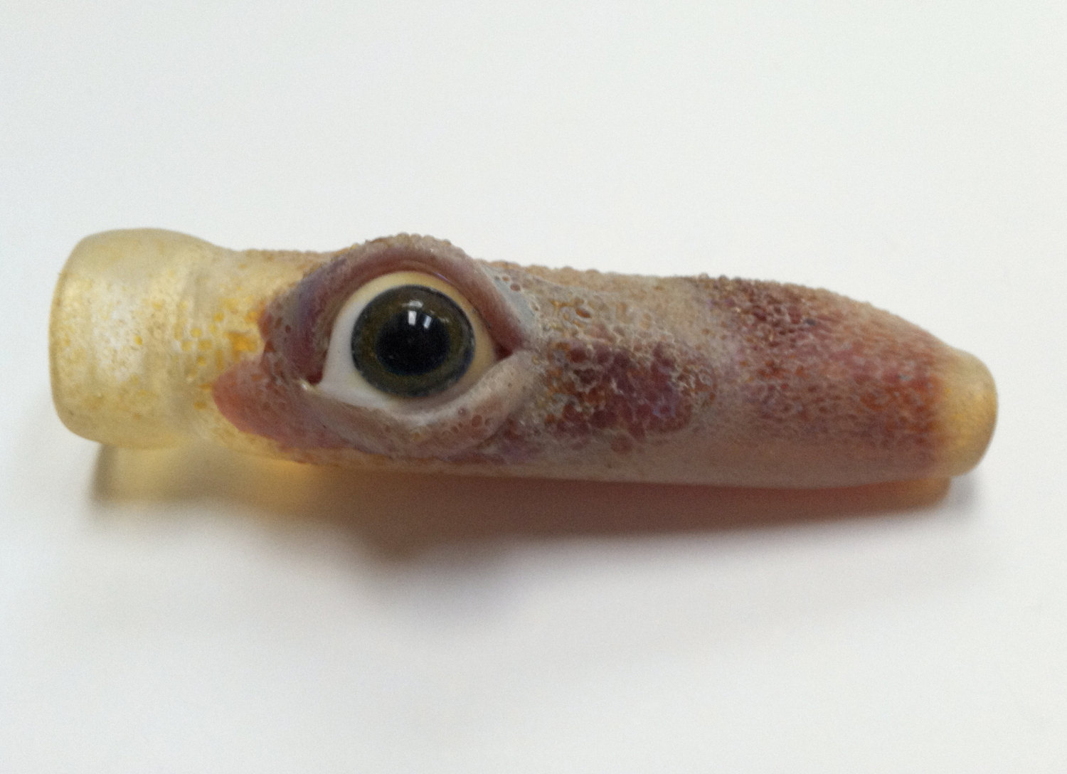 Piece of the Week | Eyeball Pipes Chillum
