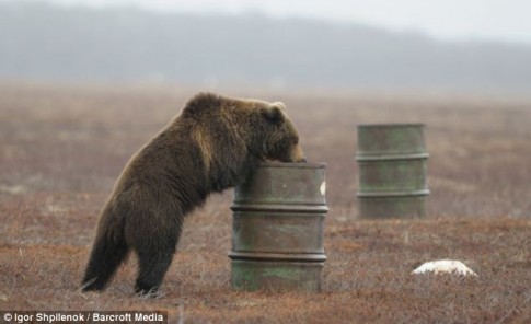 bear 2 Source http://cdn1.elitedaily.com/elite/wp-content/uploads/2013/04/article-2294757-18BA4740000005DC-838_634x388-485x296.jpg