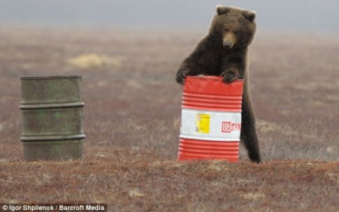 bear 3 Source http://cdn1.elitedaily.com/elite/wp-content/uploads/2013/04/article-2294757-18BA4750000005DC-355_634x398-485x304.jpg