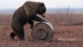 Russian Bears Are Stealing Jet Fuel To Get High, True Story!