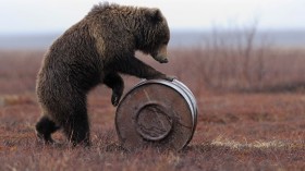 Russian Bears Are Stealing Jet Fuel To Get High, True Story!