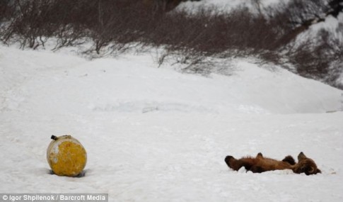 bear passed out Source http://cdn1.elitedaily.com/elite/wp-content/uploads/2013/04/article-2294757-18BA474C000005DC-222_634x373-485x285.jpg