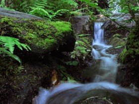 Weedist Destinations: Point Defiance Park