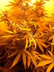 flushing cannabis plants - light burn flushing cannabis plants - light burn, Source: Prospero