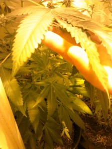 pruning cannabis plants FxCam_1369688039488, Source: Prospero