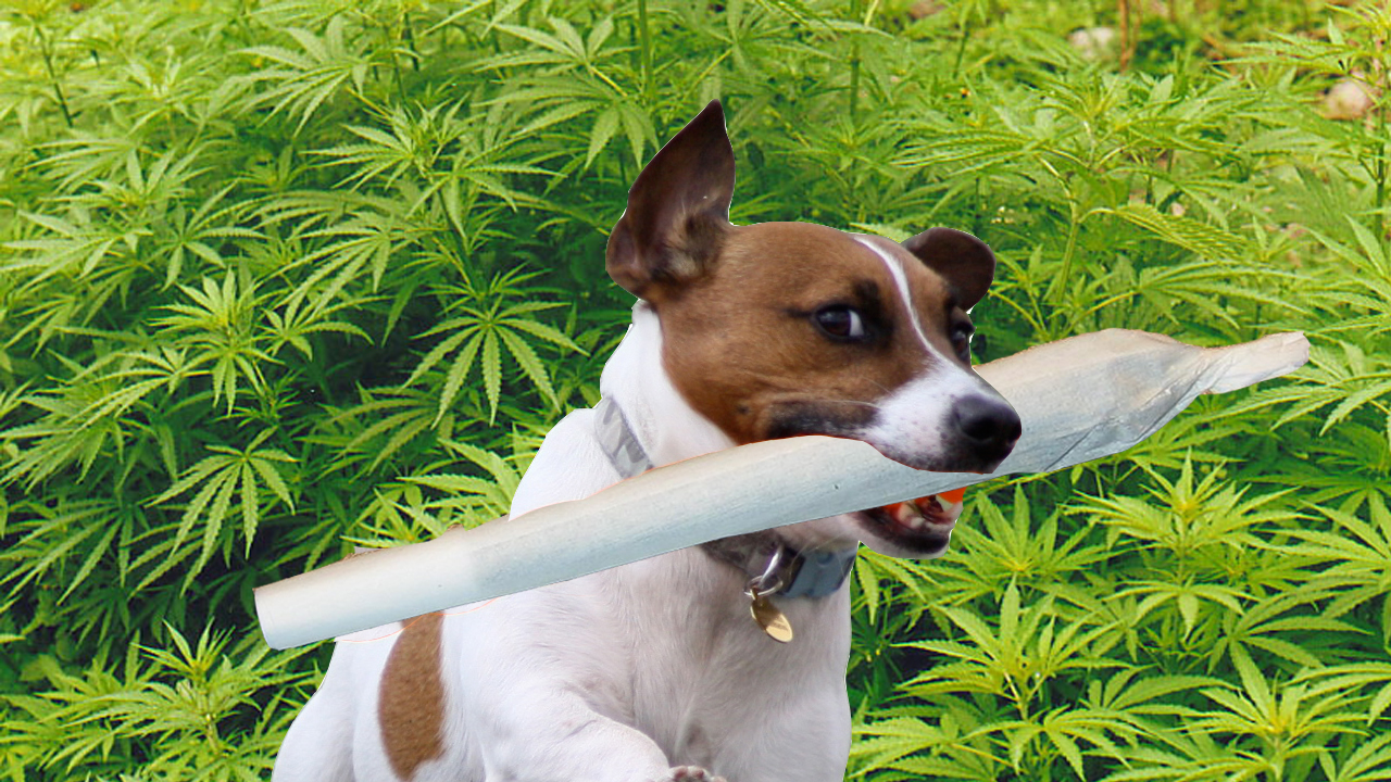 собака и марихуана