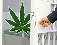 Poll: Almost No One Thinks Marijuana Users Should Be Jailed