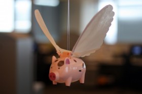 WA Pigs Eating Medical Marijuana Plant Leftovers