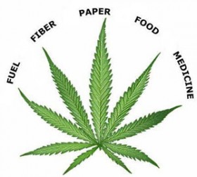 hemp-crop educate-yourself, Source: http://permaculturenews.org/2011/11/24/hemp-seeds-grown-in-australias-first-hemp-farm/