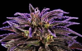 Pot Prices – April 2013