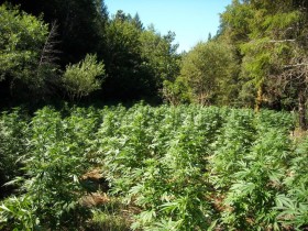 Humboldt County Considers MMJ Outdoor Grow Ordinance