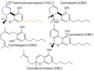 Cannabinoids Protect the Brain and Heart From Injury Source http://cannabisni.com/images/stories/cannabinoids_cbd_thc_cbn_cbc_cbg.jpg