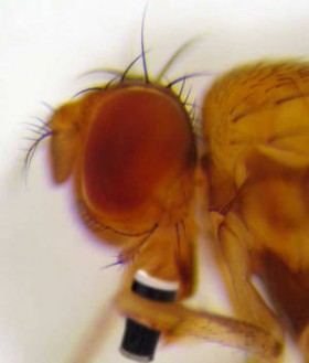 High Scientist: Drunk Flies Just Like Drunk People