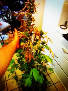 Triple Diesel, harvesting cannabis Got a bit light shocked and definitely did not yield as much as the Third Dimension, but sweet none the less.