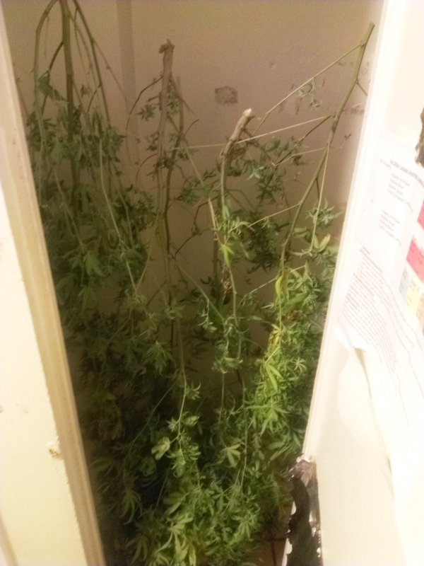 Drying Cannabis, harvesting cannabis Drying Cannabis, harvesting cannabis, Source: Prospero