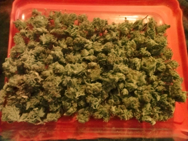 curing cannabis, Triple Diesel home grow, Source: Prospero