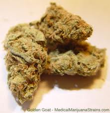 My Favorite Strains: Golden Goat