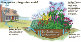 Rain Gardens for the Environment