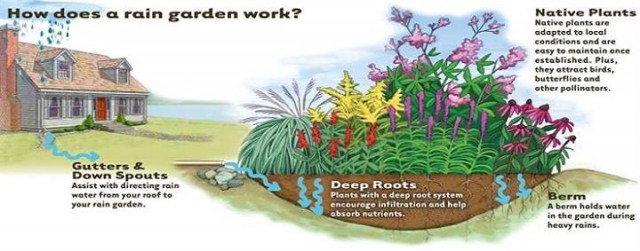 how does a rain garden work, Source: https://www.facebook.com/PortlandRainGardensLLC