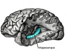 Scientists Discover Another Way Marijuana Helps Brains Grow