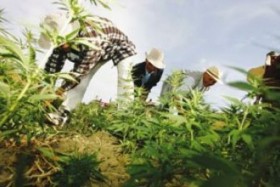 Morocco Considering Marijuana Legalization