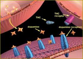 Depressed? Smoke Marijuana: THC and Depression