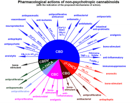 Study: Marijuana Users Know More About Health Effects Than Non-Users