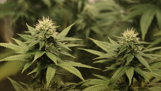 fox news doctor supports weed Source http://content.animalnewyork.com/wp-content/uploads/fox-news-weed-manny.jpg