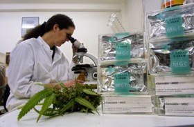 Marijuana Labeling - Weedist