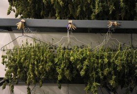 Colorado To Begin Cannabis Seed-To-Sale Tracking In October