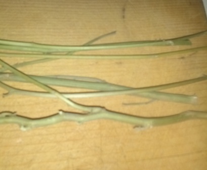 Two Ways to Use Your Cannabis Stems, Source: Anna Diaz