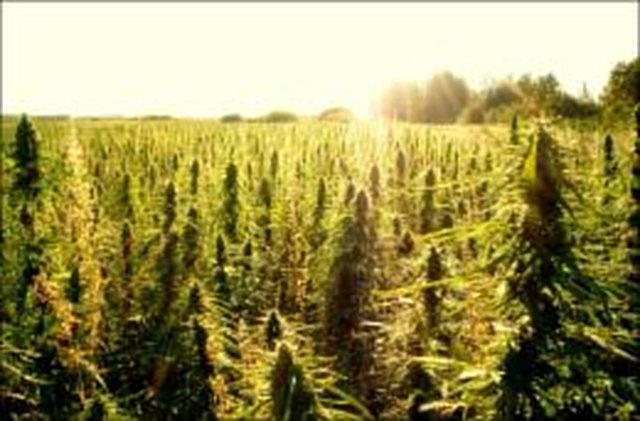 DOJ Memo Taken As Green Light for Hemp Production in Oregon - hemp field, Source: https://causes-prod.caudn.com/photos/nC/EU/Tn/eL/5y/r7/EC/O4B.jpg