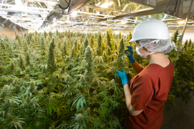 monopoly pps prarie plant systems Source: http://www.cannabisculture.com/files/resize/images/6/Screen%20Shot%202013-09-23%20at%204.02.06%20PM_0-547x365.png