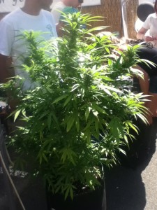 Cannabis Cup Seattle - Weedist