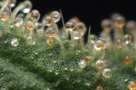 Light Brown Trichomes - Weedist