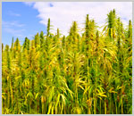 California: Governor Signs Industrial Hemp Farming Act