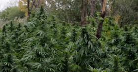 NorCal Outdoor Marijuana Harvest Arrives