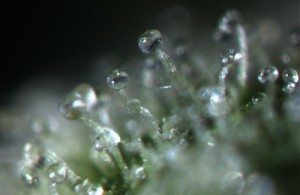 Clear Trichomes - Weedist