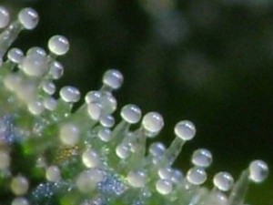 trichomes tricomas marihuana maduros cortar cosecha cannabis checking microscopio corte weedist thc milky distintos efectos trichrome knip abundance ptima misma