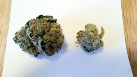 My Favorite Strains: Presidential Kush