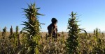 Tennessee Considers Legalizing Hemp