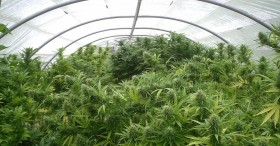 Demand for Low-THC Pot for Children Outpaces Nonprofit