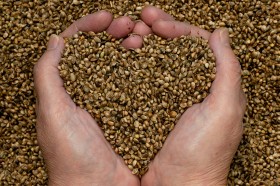 Hemp Seeds, Great Ways to Add This Healthy Food to Your Diet