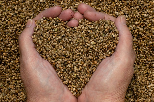 thyme-for-hemp-seeds-hands3-1024x682, Source: http://hemp-solutions.org/wp-content/uploads/2013/09/thyme-for-hemp-seeds-hands3-1024x682.jpg