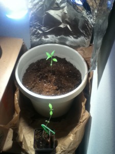Aesliip's Grow - Weedist